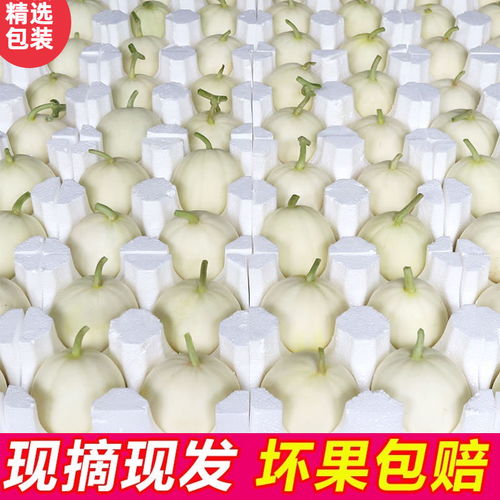 陜西閻良甜瓜 一口嘗盡夏日清甜，脆爽多汁的時令饋贈