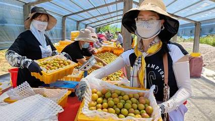 天山腳下的黃金果實 察布查爾樹上干杏遠銷內(nèi)地市場